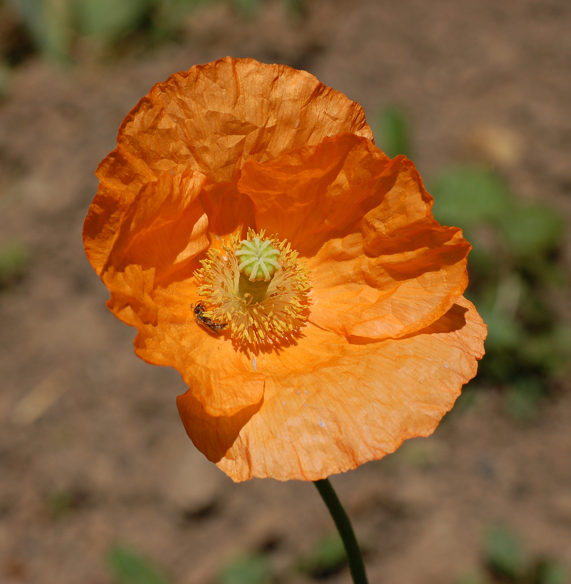 Papaver lateritium