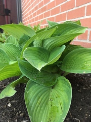 Hosta