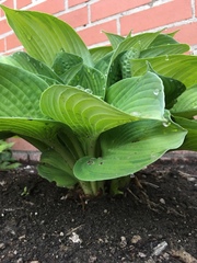 Hosta