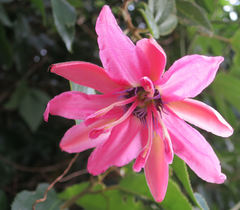 Passiflora × rosea