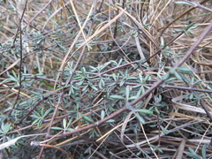 Olearia bullata