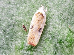 Agonopterix nervosa