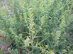 Lepidium apetalum
