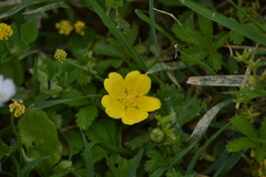Potentilla reptans
