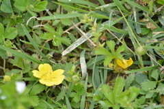 Potentilla reptans