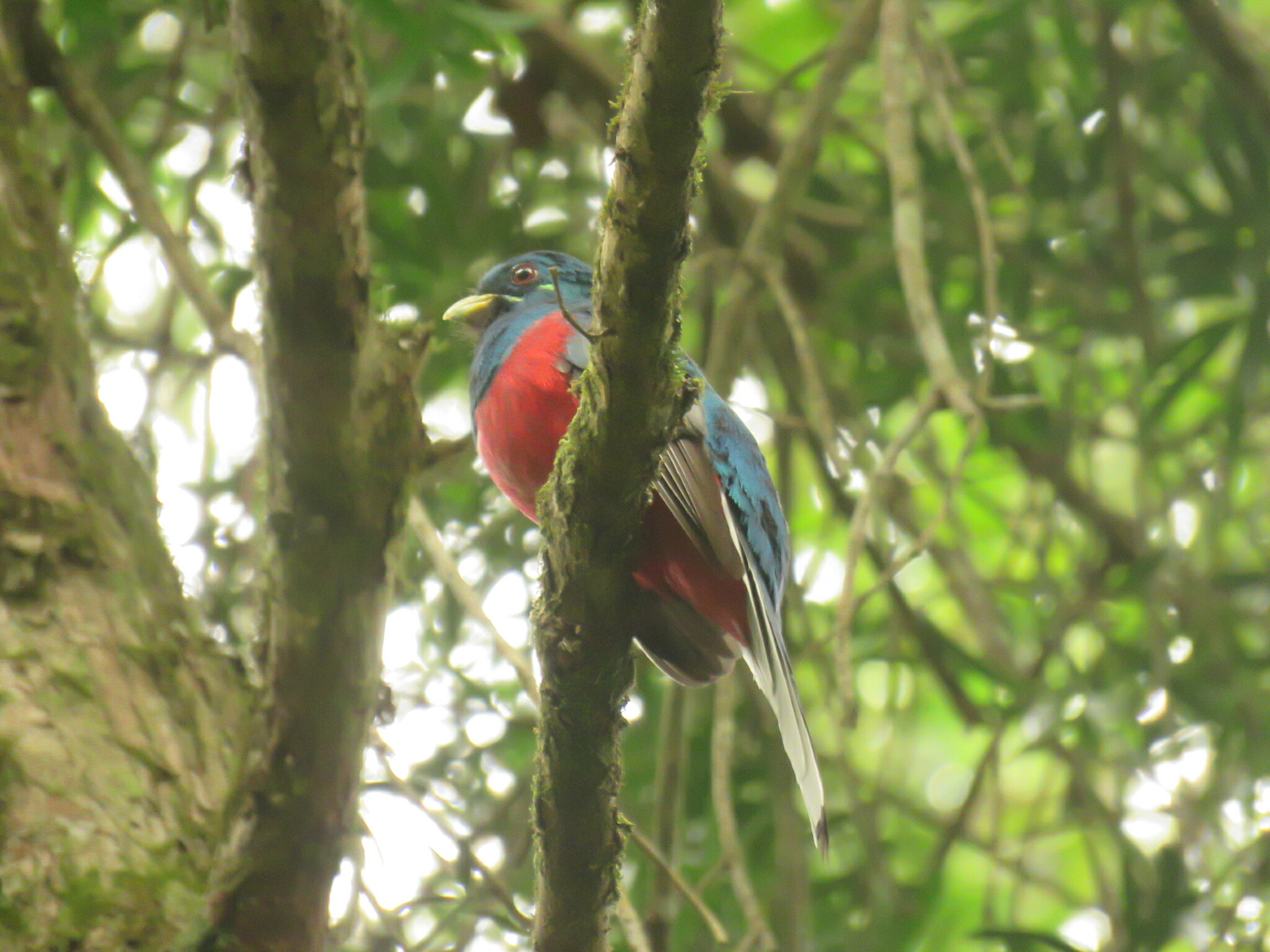 Narina Trogon (Apaloderma narina)