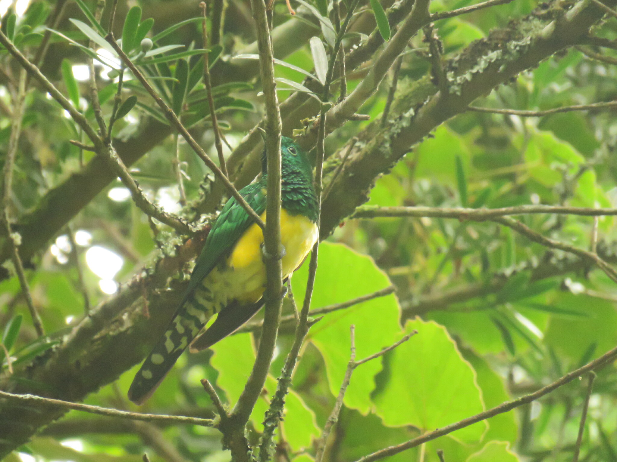 African Emerald Cuckoo (Chrysococcyx cupreus)