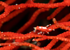 Xenocarcinus conicus