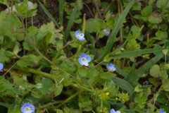 Veronica persica