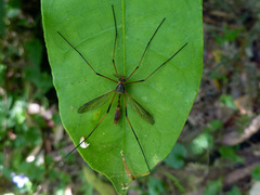 Platyphasia regina