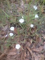 Stylisma humistrata
