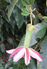 Passiflora × rosea
