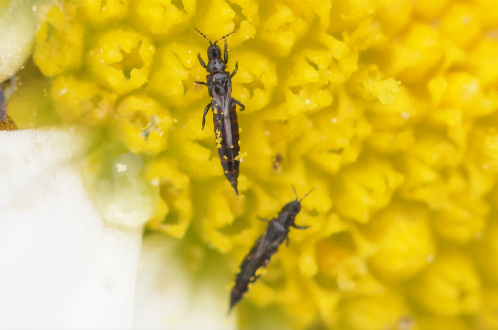Fungus-feeding thrips