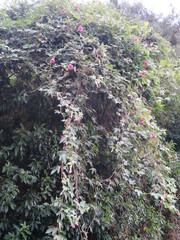 Passiflora × rosea