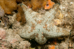 Anthenea sidneyensis
