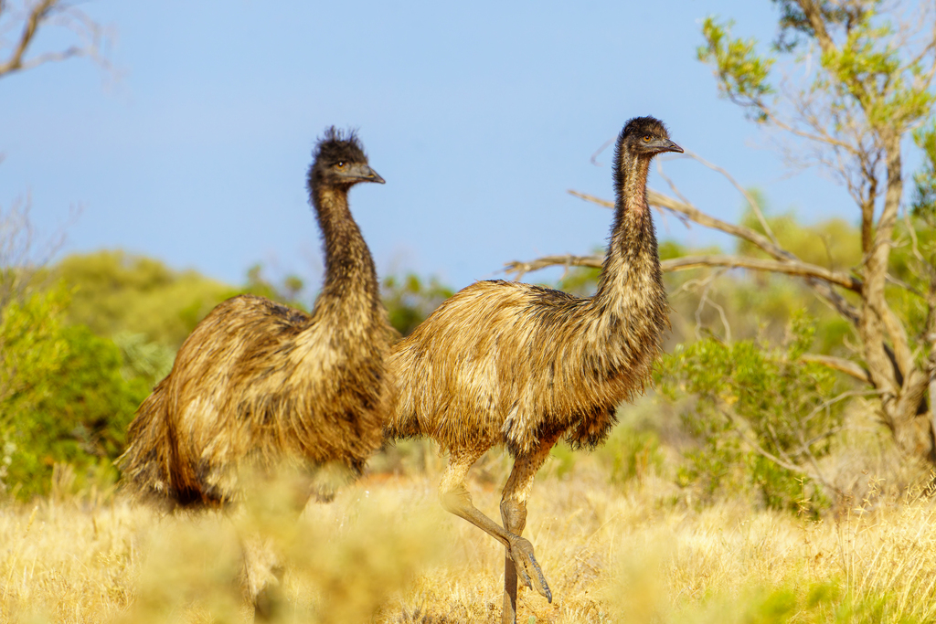 Emus