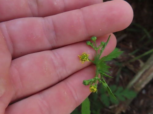 Image of Geum vernum by (c) Eric Schmidt, some rights reserved (CC BY)