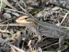 Sceloporus variabilis marmoratus
