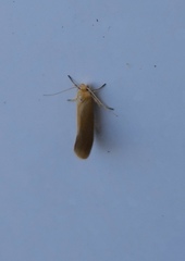 Crassa tinctella