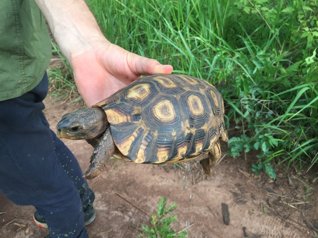 Bell’s Hingeback Tortoise from Haut-Uele, Democratic Republic of the ...