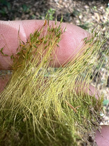 Image of Ditrichum pallidum by (c) Andy Jordan, some rights reserved (CC BY)