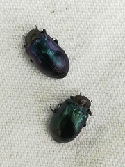 Chrysomela cuprea