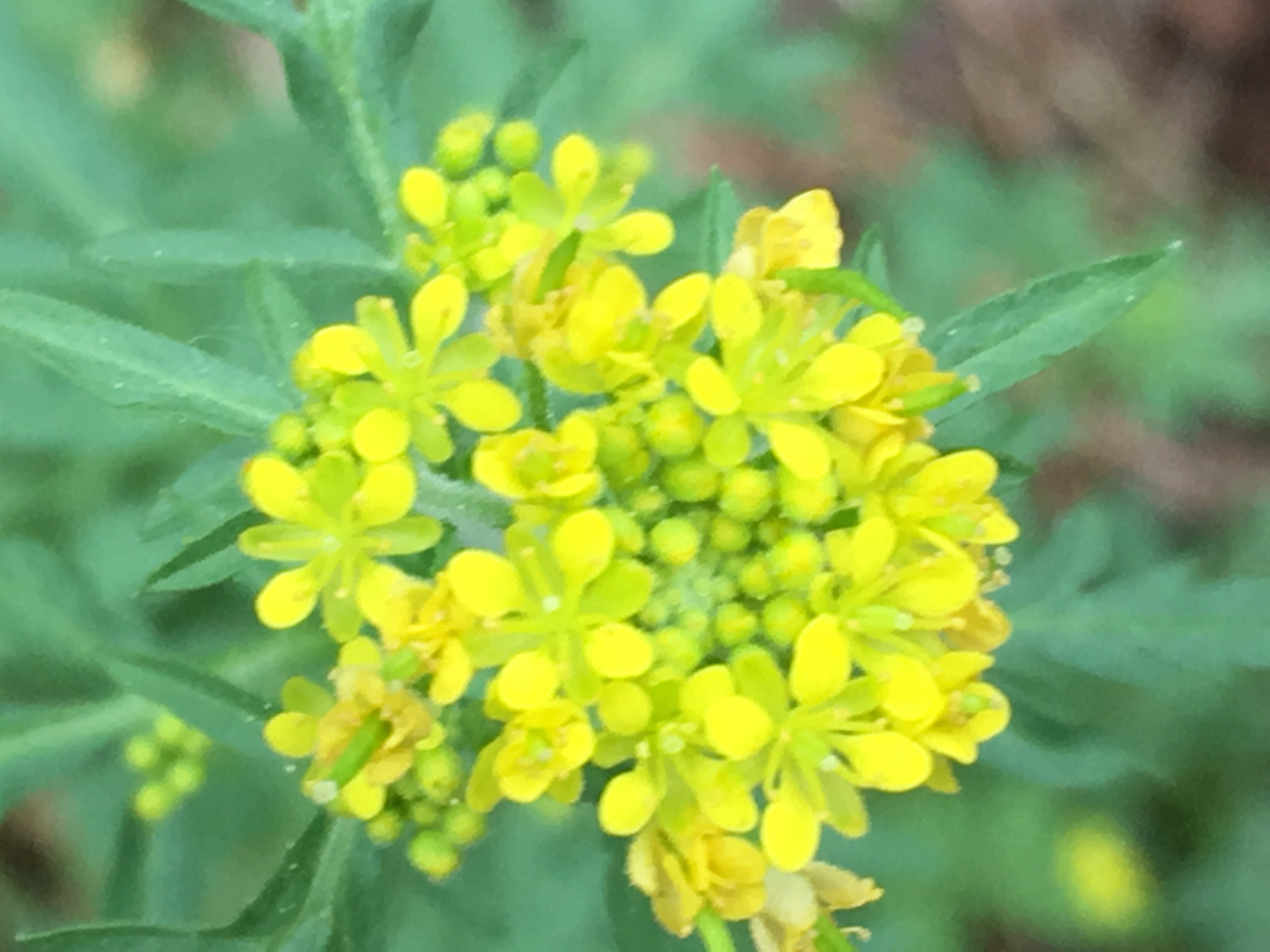 Rorippa curvisiliqua