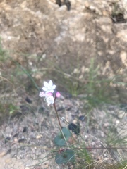 Crassula capensis capensis