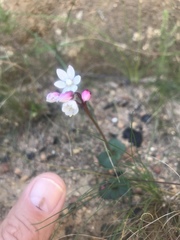 Crassula capensis capensis