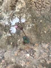 Crassula capensis capensis