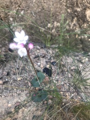 Crassula capensis capensis