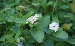 Spiraea beauverdiana
