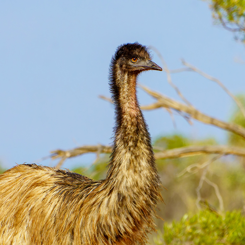 Emu, photo 8 of 10
