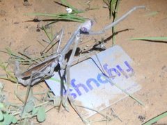 Archimantis monstrosa