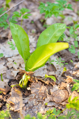 Allium microdictyon