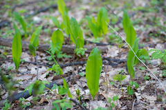 Allium microdictyon