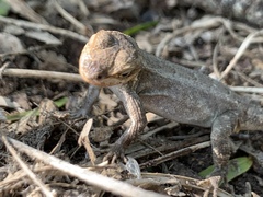 Sceloporus variabilis marmoratus