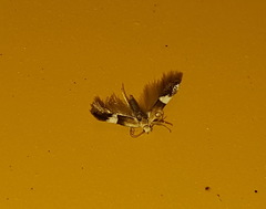 Aproaerema polychromella