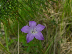 Campanula stevenii
