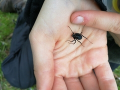 Egaenus convexus