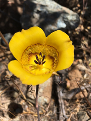 Calochortus clavatus
