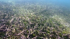 Posidonia australis