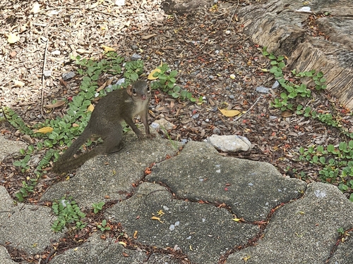 キタツパイ