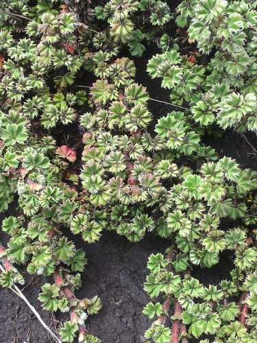 Alchemilla johnstonii
