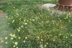 Tragopogon soltisiorum