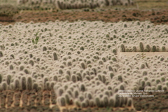Cephalocereus senilis