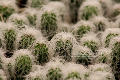 Cephalocereus senilis