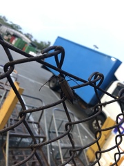 Aegolipton marginale