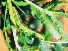 Eucarta virgo