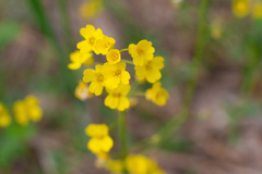 Draba sibirica